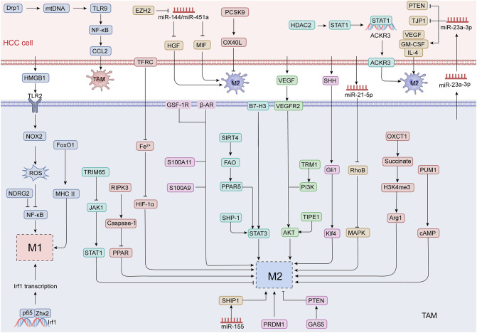 Targeting tumor-associated macrophages to overcome immune checkpoint inhibitor resistance in hepatocellular carcinoma.