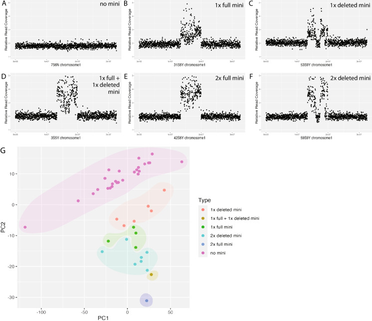 Sterility and structural variation in an arabidopsis pedigree carrying a ring minichromosome.