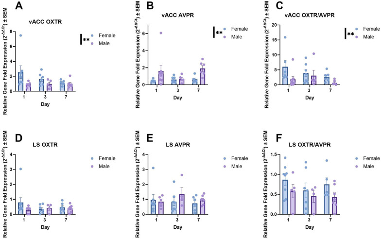 Sex differences in structural and receptor mRNA expression in the ventral anterior cingulate cortex and a potential role of perineuronal nets in monogamous pair bond establishment (Peromyscus californicus).