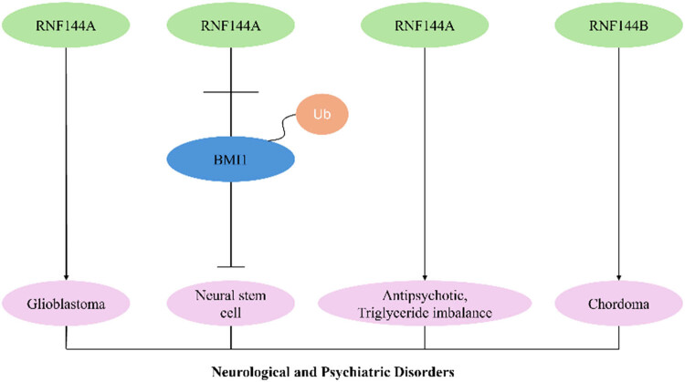 RNF144A and RNF144B: Important molecules for health.