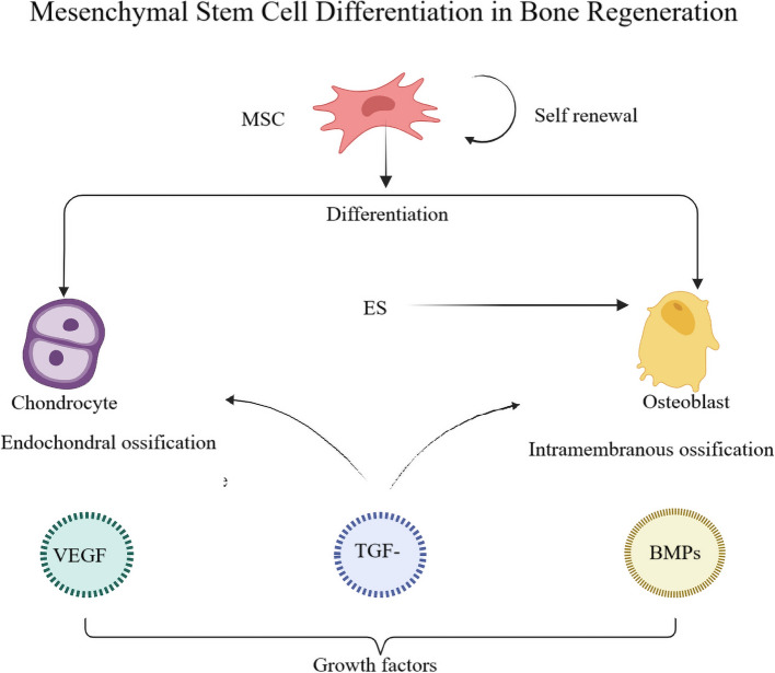 The role of electrical stimulation in bone regeneration: mechanistic insights and therapeutic advances.