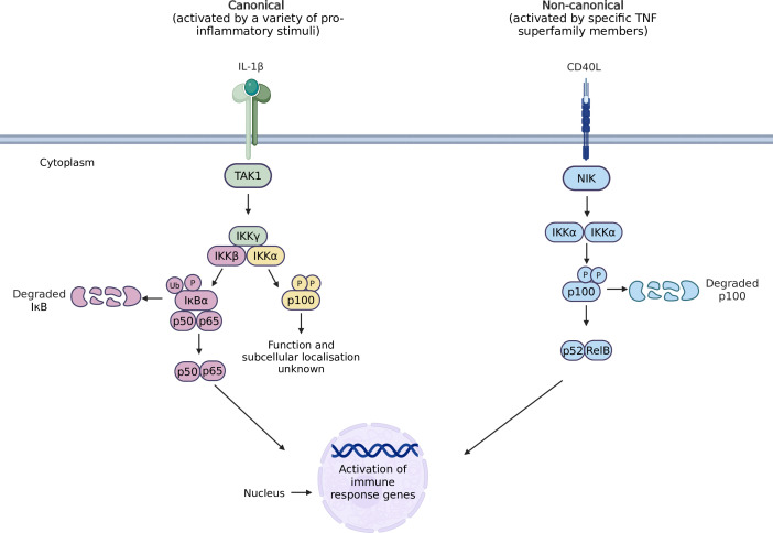 Double trouble: cytosolic and nuclear IKKα in cancer.