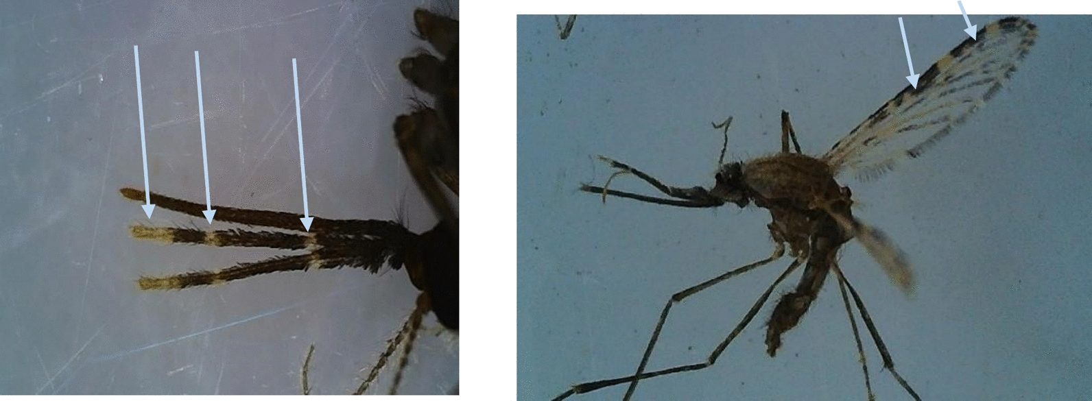 Larvicidal and adulticidal effects of combined hydroethanolic extracts of clove flower buds and garlic bulbs on Anopheles gambiae.