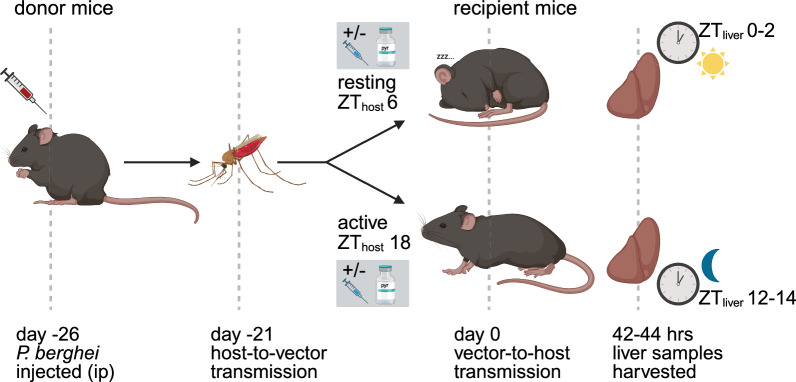 Time-of-day of infection: impact on liver stage malaria parasites in untreated and drug-treated hosts.