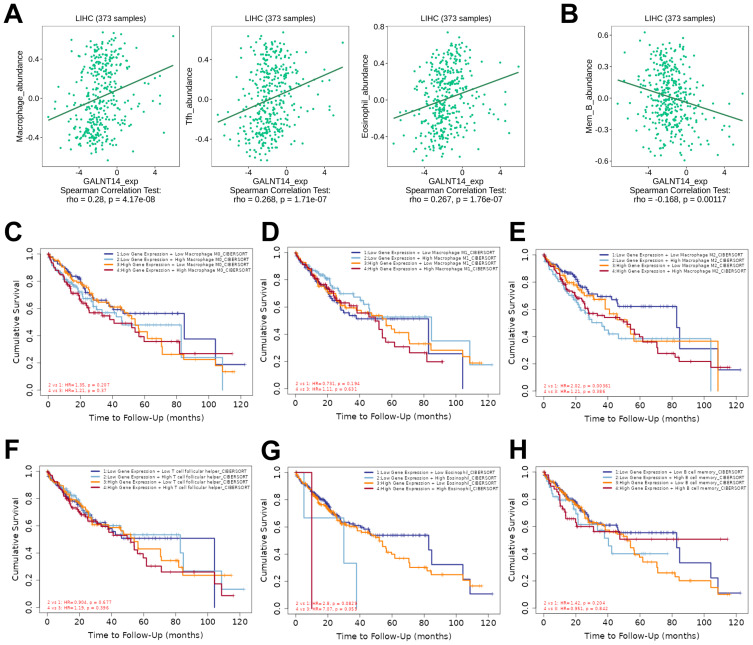 <i>GALNT14</i> Genetic Variants Harbor Differential Prognostic Values Linking to Distinct Macrophage Cell Types in Hepatocellular Carcinoma.