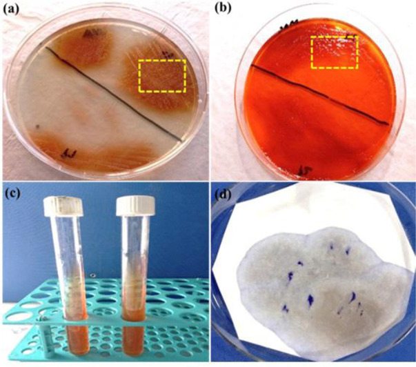 Exploring novel amides as efflux pump inhibitors for overcoming antibiotic resistance in multidrug-resistant <i>Pseudomonas aeruginosa</i>.
