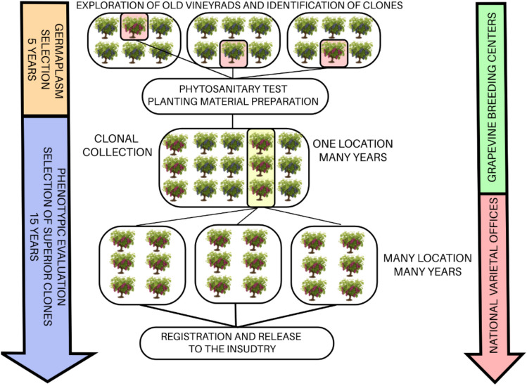 Harnessing clonal diversity in grapevine: from genomic insights to modern breeding applications.