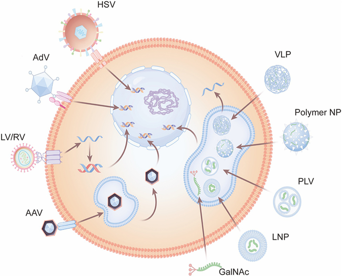 Viral and non-viral vectors in gene therapy: current state and clinical perspectives.