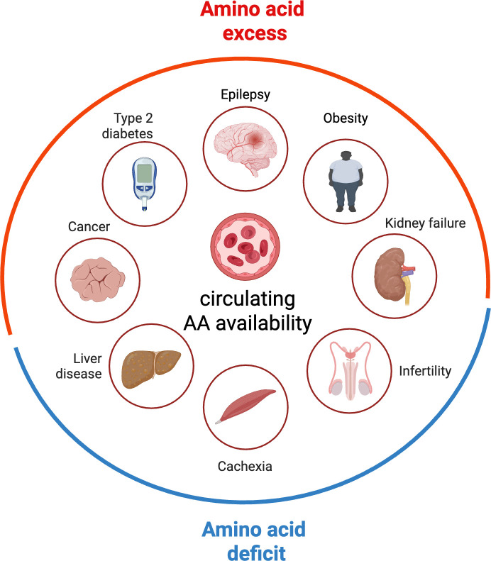 Brain amino acid sensing for organismal amino acid homeostasis.
