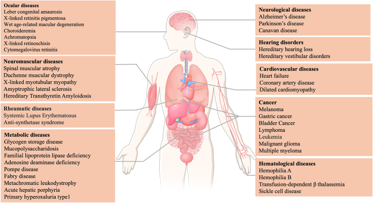 Viral and non-viral vectors in gene therapy: current state and clinical perspectives.