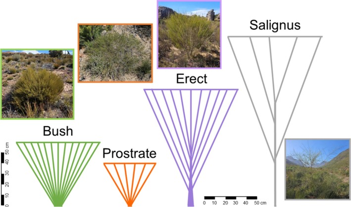 Population Ecology and Harvesting of Rooibos (<i>Aspalathus linearis</i>) and Its Ecotypes in the Wild, South Africa.