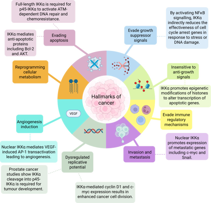 Double trouble: cytosolic and nuclear IKKα in cancer.