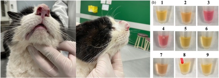 A novel approach for feline sporotrichosis pathogen detection based on loop-mediated isothermal amplification.
