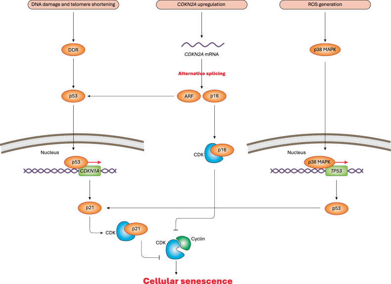 Hallmarks and mechanisms of cellular senescence in aging and disease.