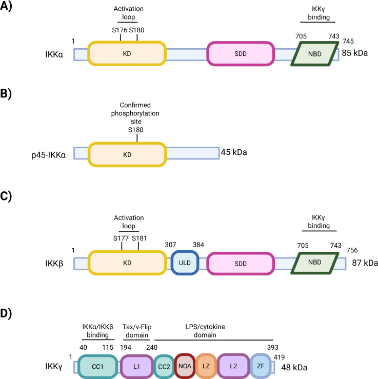 Double trouble: cytosolic and nuclear IKKα in cancer.