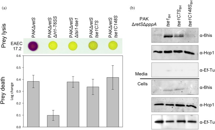 Two cysteines control Tse1 secretion by H1-T6SS in Pseudomonas aeruginosa.