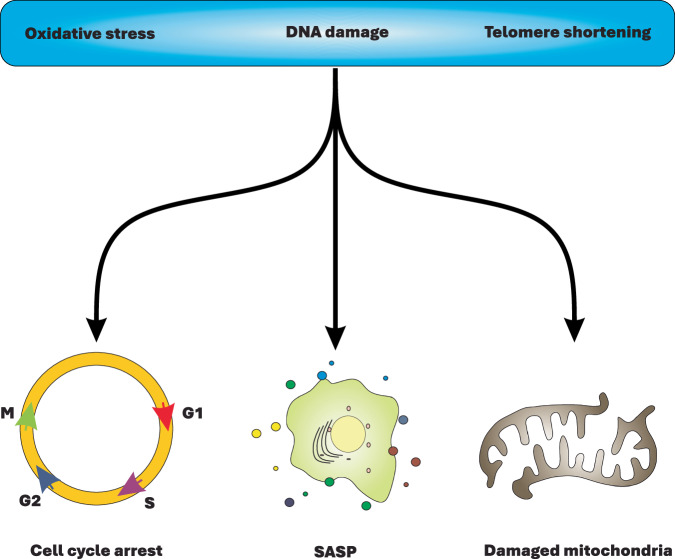Hallmarks and mechanisms of cellular senescence in aging and disease.