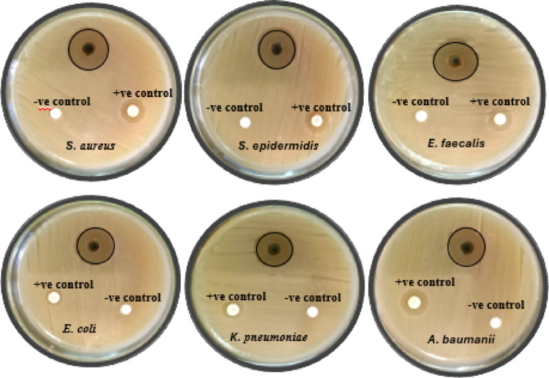 Insight into the biological activities of Fagonia Arabica L. and its phytochemical constituents.