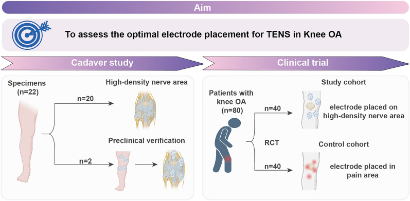 Electrode Placement Affects Clinical Outcome in Transcutaneous Electrical Nerve Stimulation for Knee Osteoarthritis: A Combined Cadaver Study and Randomized Controlled Trial.