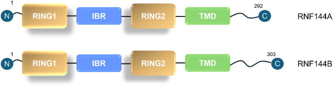 RNF144A and RNF144B: Important molecules for health.