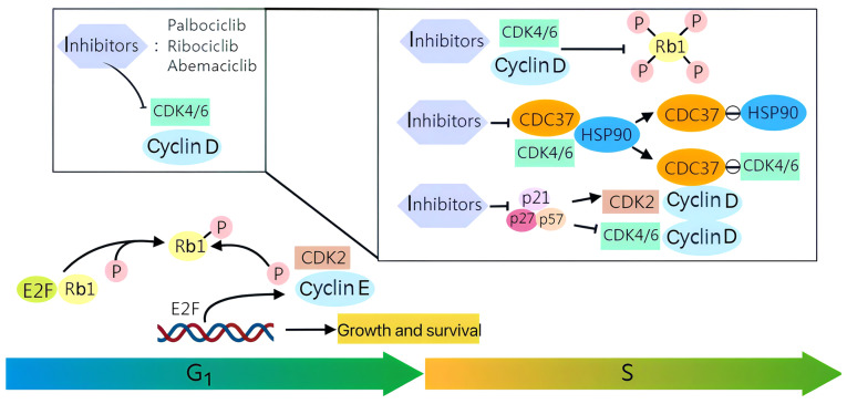 The regulatory role of CDK4/6 inhibitors in tumor immunity and the potential value of tumor immunotherapy (Review).