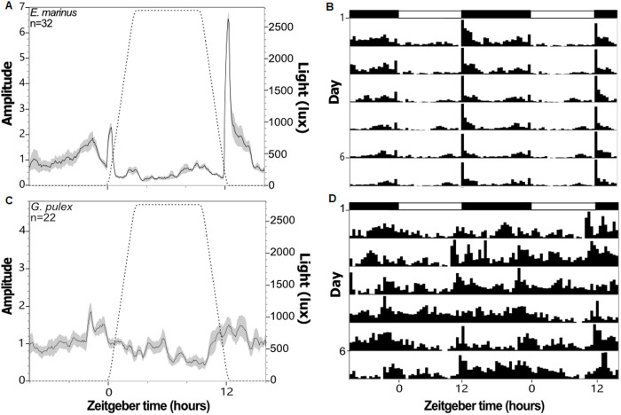 Behavioural rhythms of two amphipod species Marinogammarus marinus and Gammarus pulex under increasing levels of light at night.