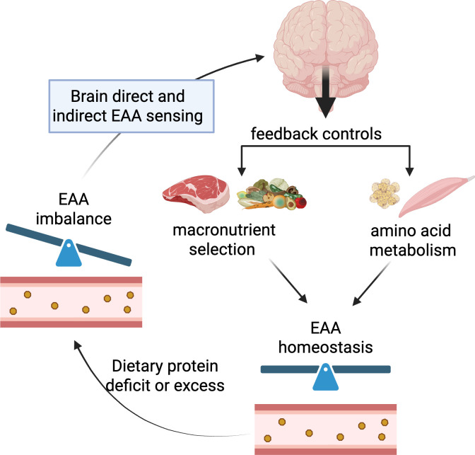 Brain amino acid sensing for organismal amino acid homeostasis.