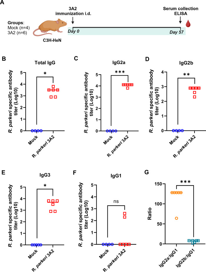 Vaccination-induced neutralizing antibodies in immunocompetent hosts correlate with protection against rickettsiae.