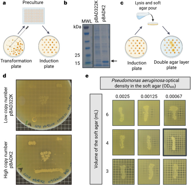 Discovery of potent endolysins against Pseudomonas aeruginosa and other gram-negative ESKAPE pathogens by an agar-based screening method.