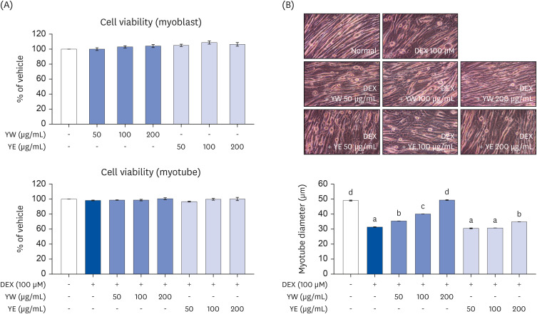 Yuja peel hot water extract protects against dexamethasone-induced skeletal muscle atrophy through the PI3K-Akt-mTOR/FoxO3α signaling pathway.