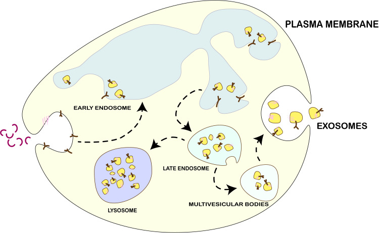 Advances in the Role of Stem Cell-Derived Exosomes in Diabetic Foot Wound Healing.