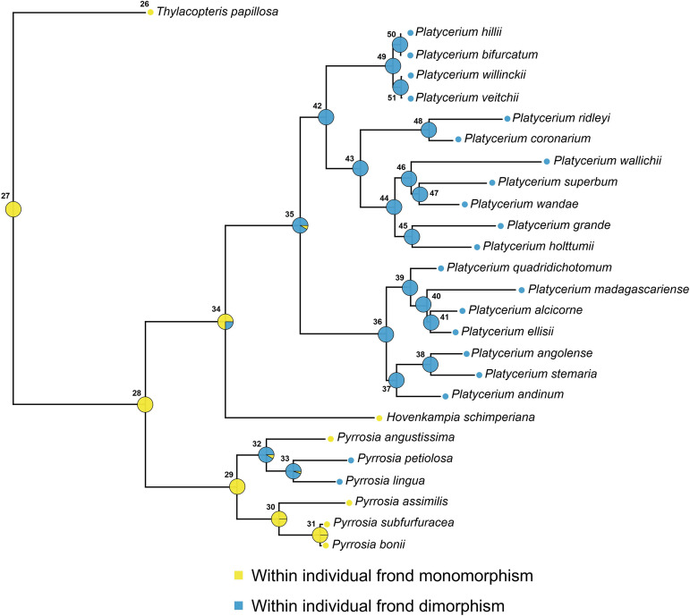 Evolutionary origins and life-history correlates of coloniality in the epiphytic fern genus Platycerium (Polypodiaceae).
