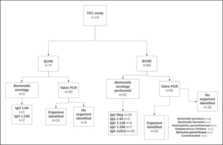 <i>Bartonella</i> endocarditis: a complex diagnosis of blood culture-negative endocarditis in an endemic region of Africa.