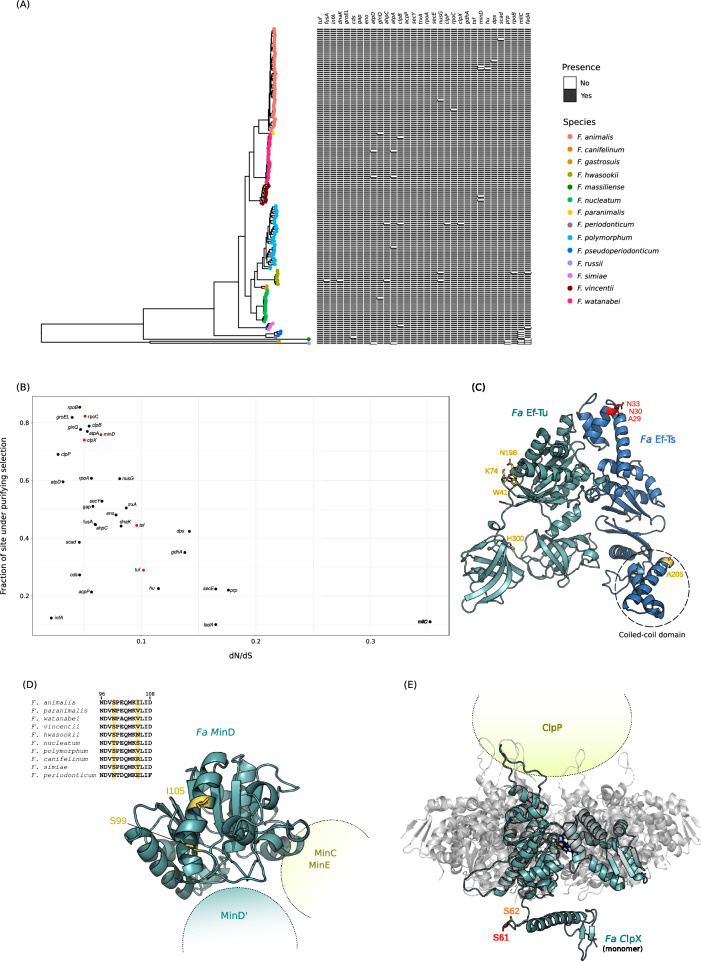 Positive selection at core genes may underlie niche adaptation in Fusobacterium animalis.
