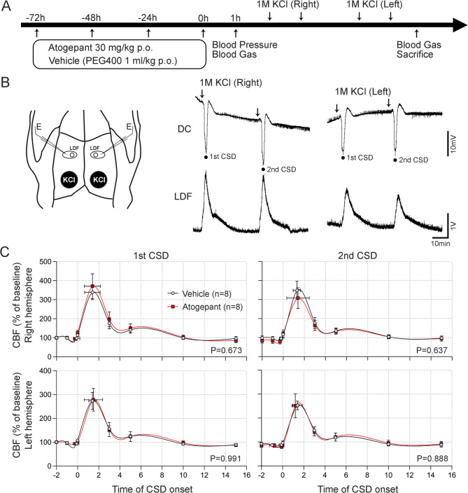 Small-molecule CGRP antagonist atogepant does not affect cortical spreading depression susceptibility in rats.