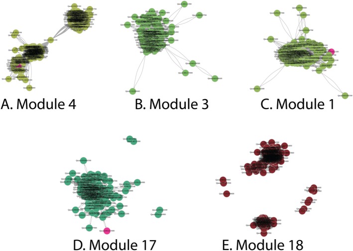 Gene Regulatory Changes Associated With Phenological Transitions in an Ecologically Significant Tree Species.