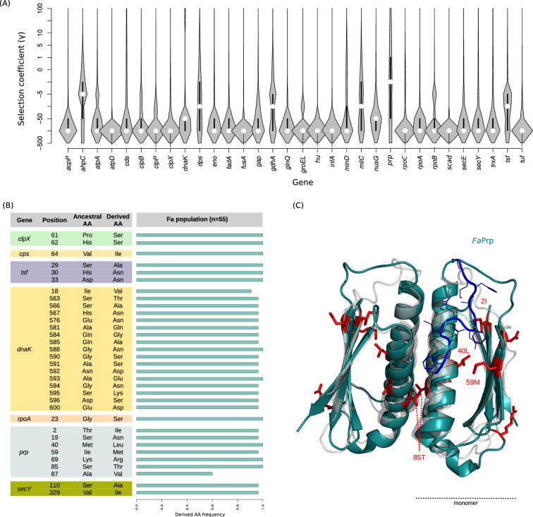 Positive selection at core genes may underlie niche adaptation in Fusobacterium animalis.