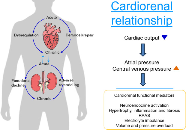 Cardiorenal Interorgan Assessment via a Novel Clustering Method Using Dynamic Time Warping on Electrocardiogram: Model Development and Validation Study.