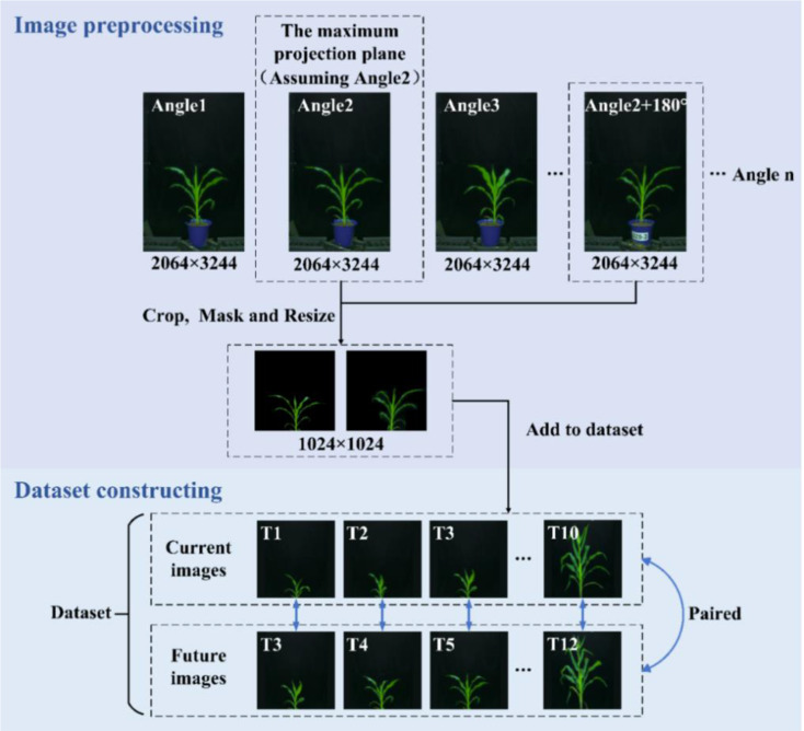 GAN-based image prediction of maize growth across varieties and developmental stages.