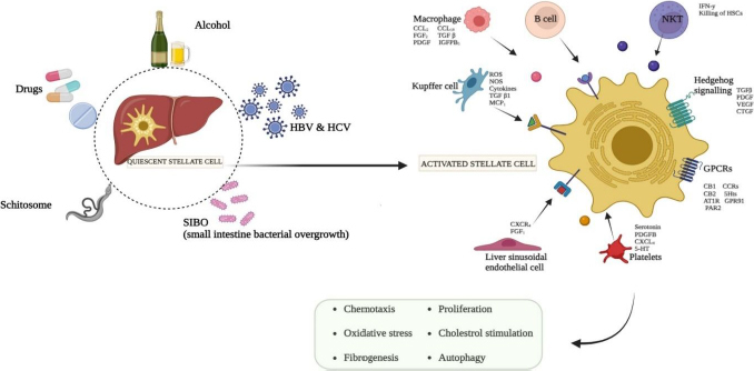 Exploring hepatic stellate cell-driven fibrosis: therapeutic advances and future perspectives.