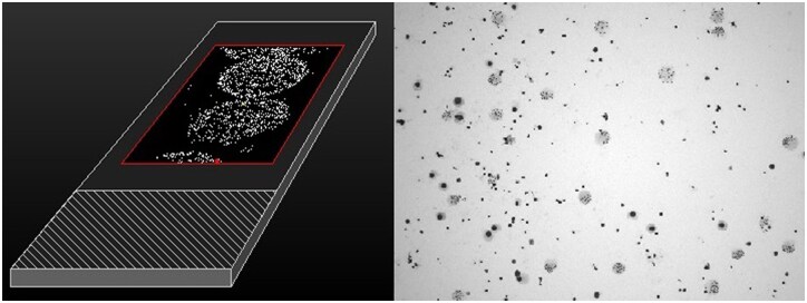 Application of dicentric chromosome assay for evaluation of radioprotective effect.