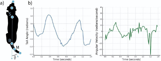 Does the tail show when the nose knows? Artificial intelligence outperforms human experts at predicting detection dogs finding their target through tail kinematics.