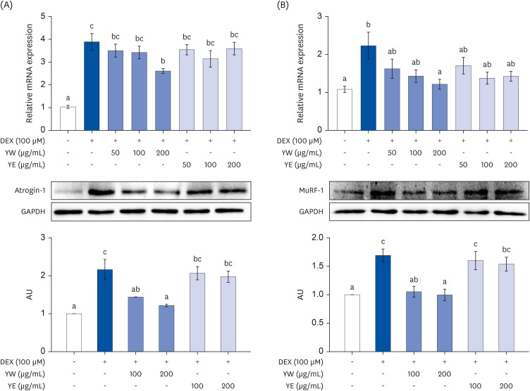 Yuja peel hot water extract protects against dexamethasone-induced skeletal muscle atrophy through the PI3K-Akt-mTOR/FoxO3α signaling pathway.
