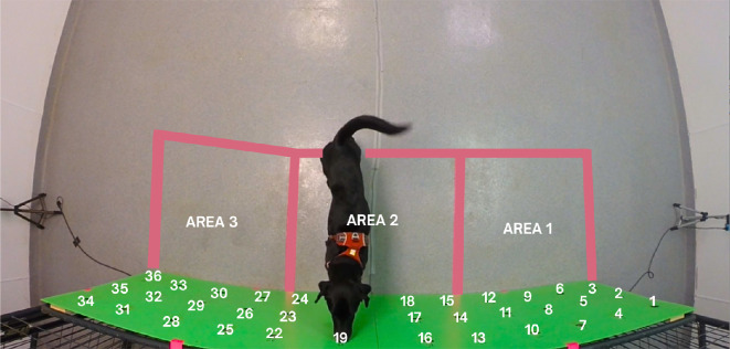 Does the tail show when the nose knows? Artificial intelligence outperforms human experts at predicting detection dogs finding their target through tail kinematics.