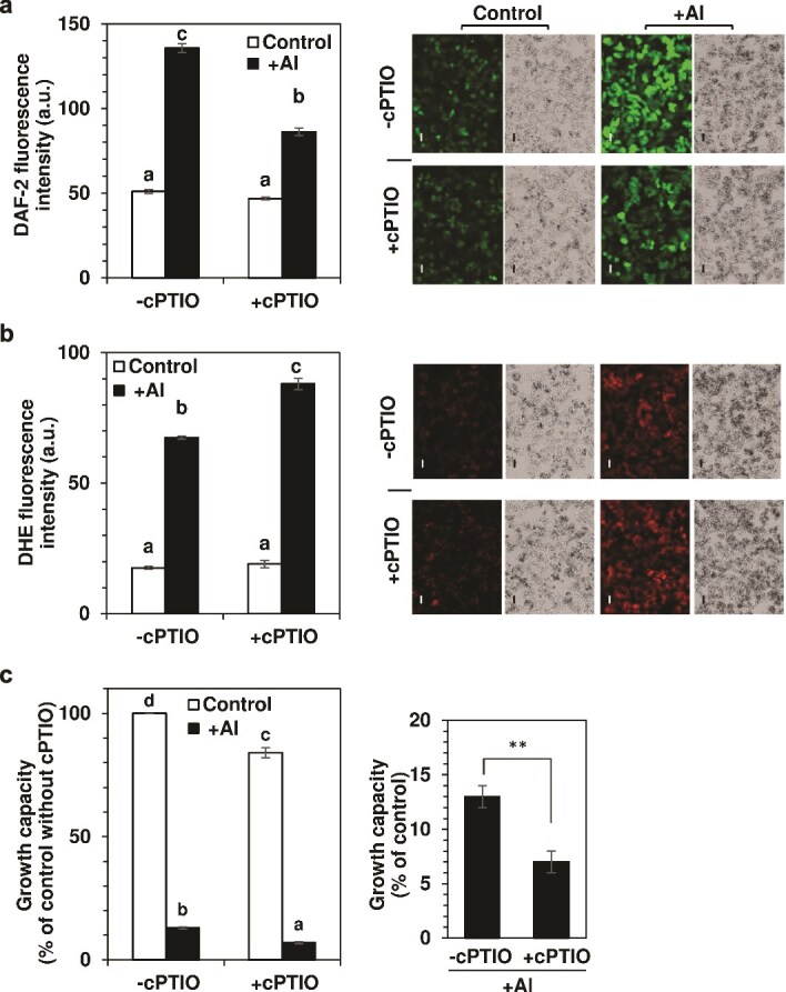 Oxygen supply is a prerequisite for response to aluminum in cultured cells of tobacco (Nicotiana tabacum).