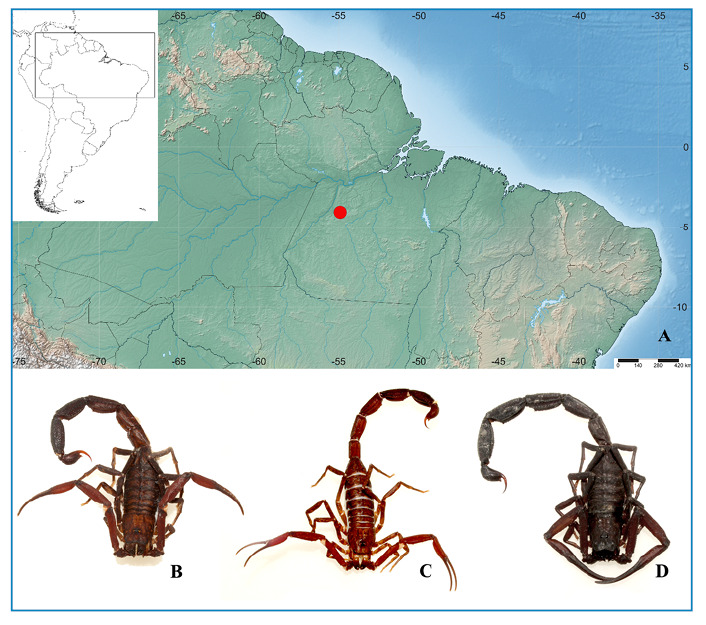 Scorpionism in Pará, Brazil: Clinical assessment of neuromuscular manifestations.