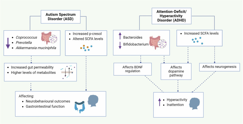Bidirectional crosstalk between the gut microbiota and cellular compartments of brain: Implications for neurodevelopmental and neuropsychiatric disorders.