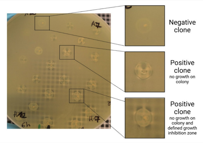 Discovery of potent endolysins against Pseudomonas aeruginosa and other gram-negative ESKAPE pathogens by an agar-based screening method.