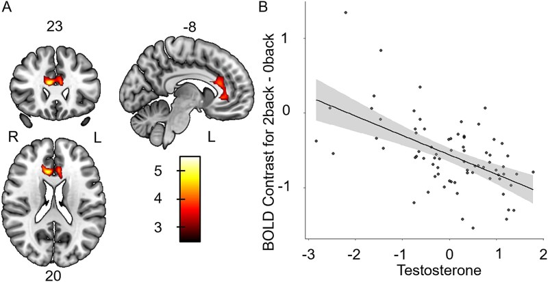 Sex and age differences on how testosterone relates to brain activity during working memory among adolescents and young adults.