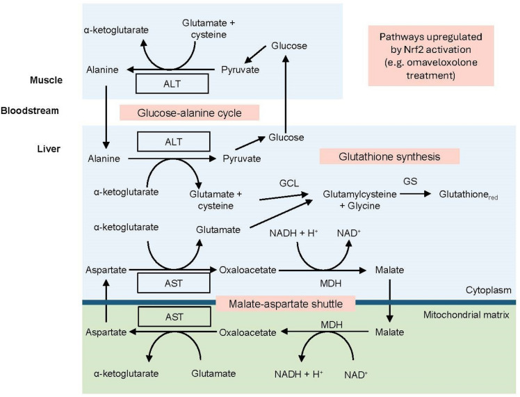 Managing Aminotransferase Elevations in Patients with Friedreich Ataxia Treated with Omaveloxolone: A Review and Expert Opinion on Use Considerations.